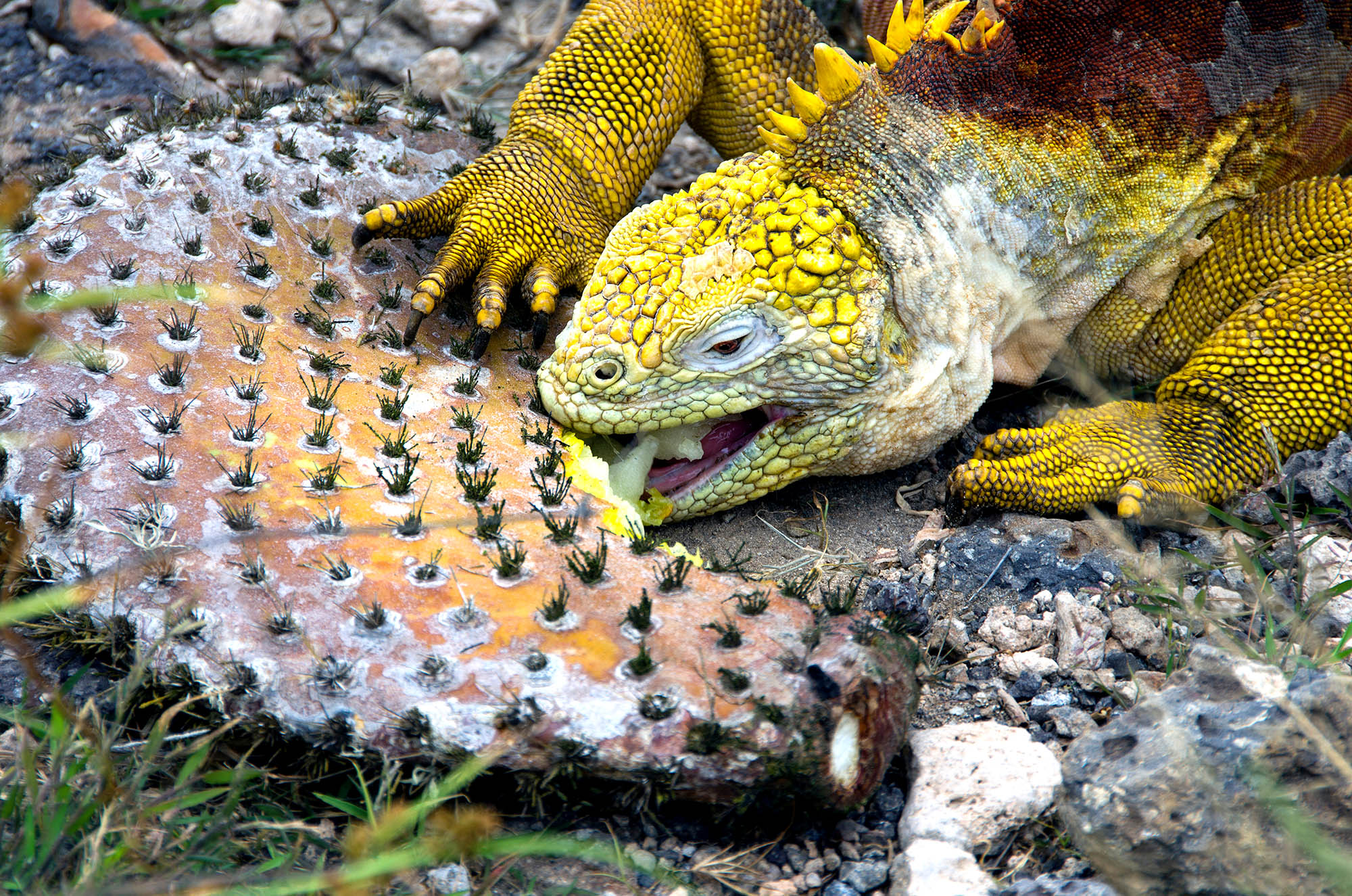 Se de vakre iguanene mens de spiser fikenkaktuser på Santa Fe