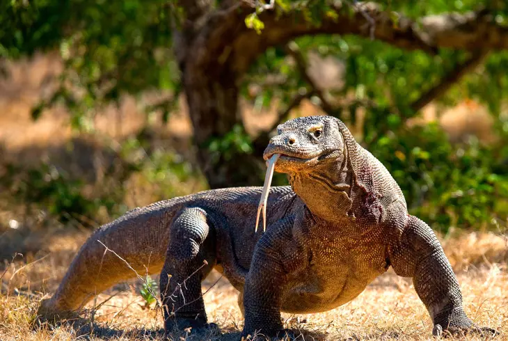 Man kan være heldig å se en komodovaran på avstand ifølge med guide