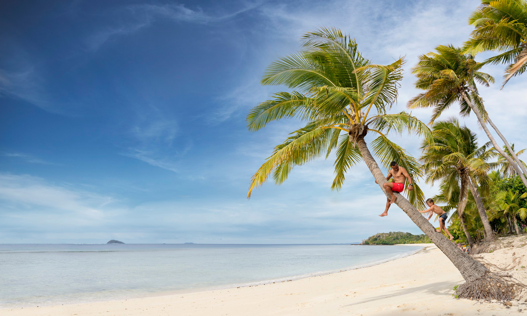 Lokale på Fiji plukker kokosnøtter