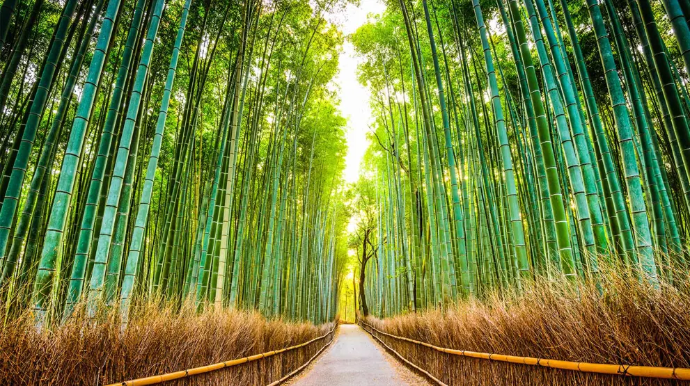Litt utenfor Kyoto ligger Arashiyama, der du kan se den berømte bambusskogen