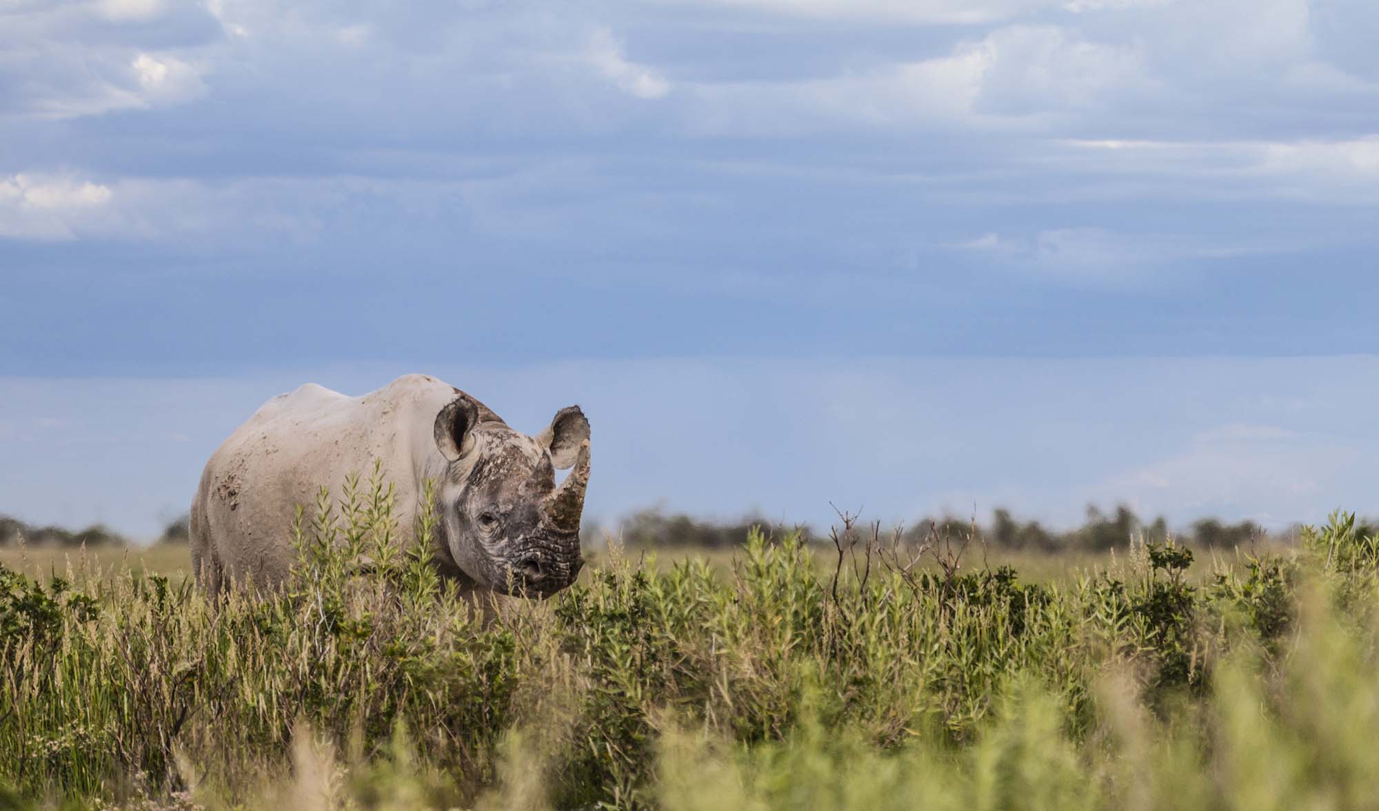 Neshorn i Etosha