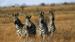 Flotte sebraer i Mikumi nasjonalpark - Safari i Tanzania
