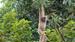 Møt gibbonen og hør dens morgensang fra luksusteltet | The Rainforest Camp