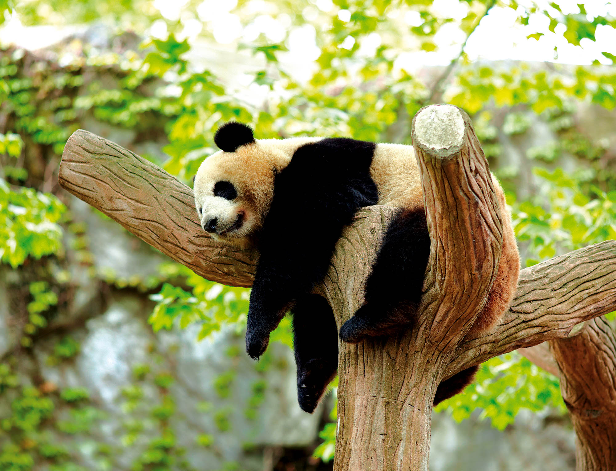 Avslappet panda i Kina - Rundreiser i Asia