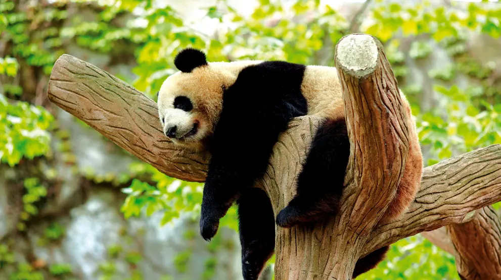 Avslappet panda i Kina - Rundreiser i Asia