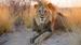 africa-botswana-kalahari-lion-panthera-leo-shutterstock-284892797