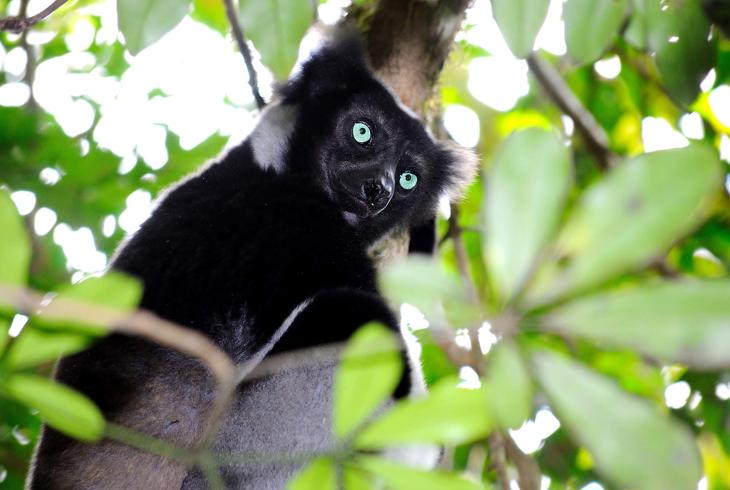 Indri-lemuren i Andasibe Special Reserve 