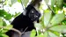 Indri-lemuren i Andasibe Special Reserve 