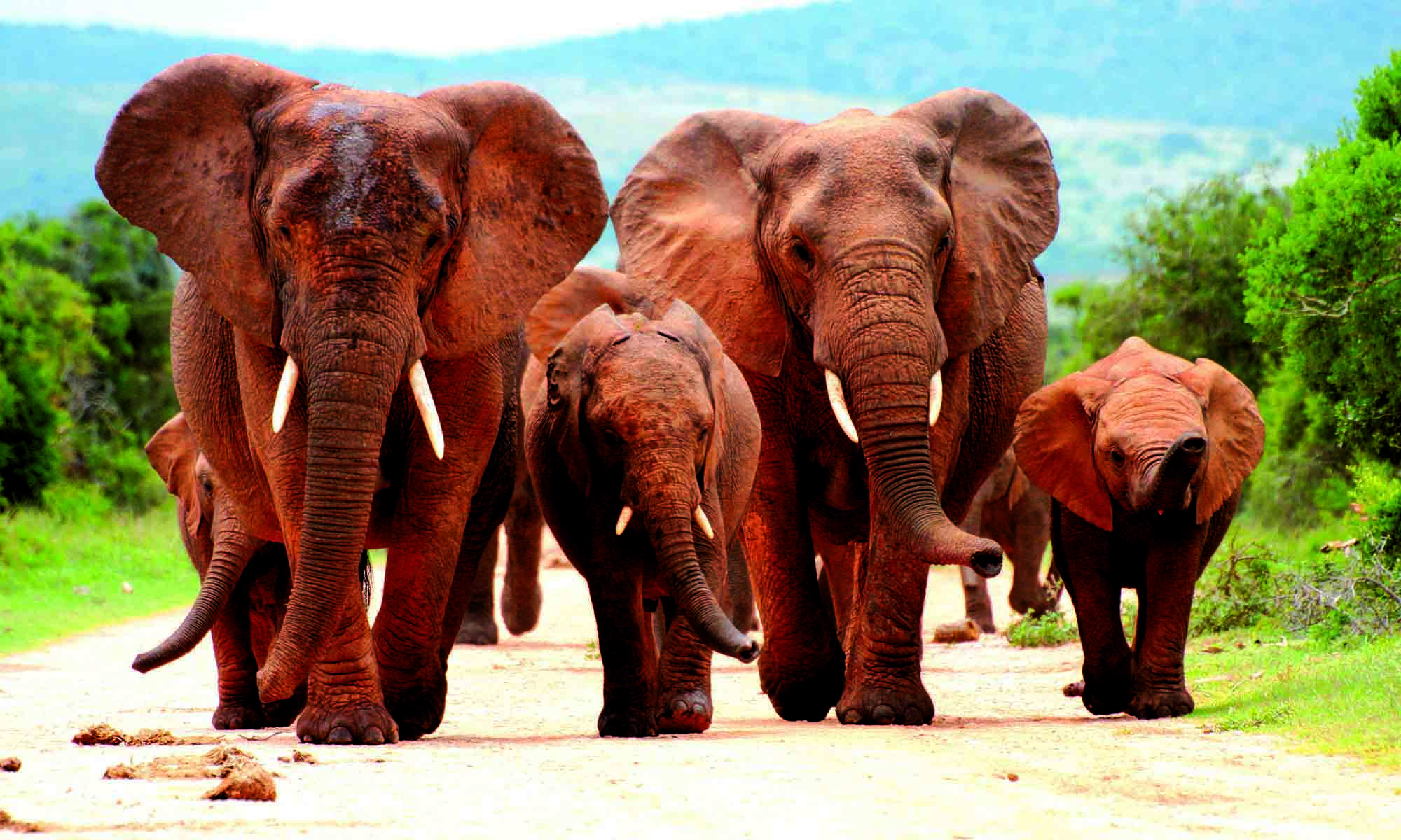 Addo Elephant nasjonalpark, Sør-Afrika