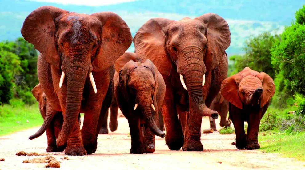 Addo Elephant nasjonalpark, Sør-Afrika