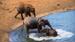 Elefanter som bader i Tsavo