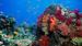 Fijis fargerike korallrev - Fijis korallkyst
