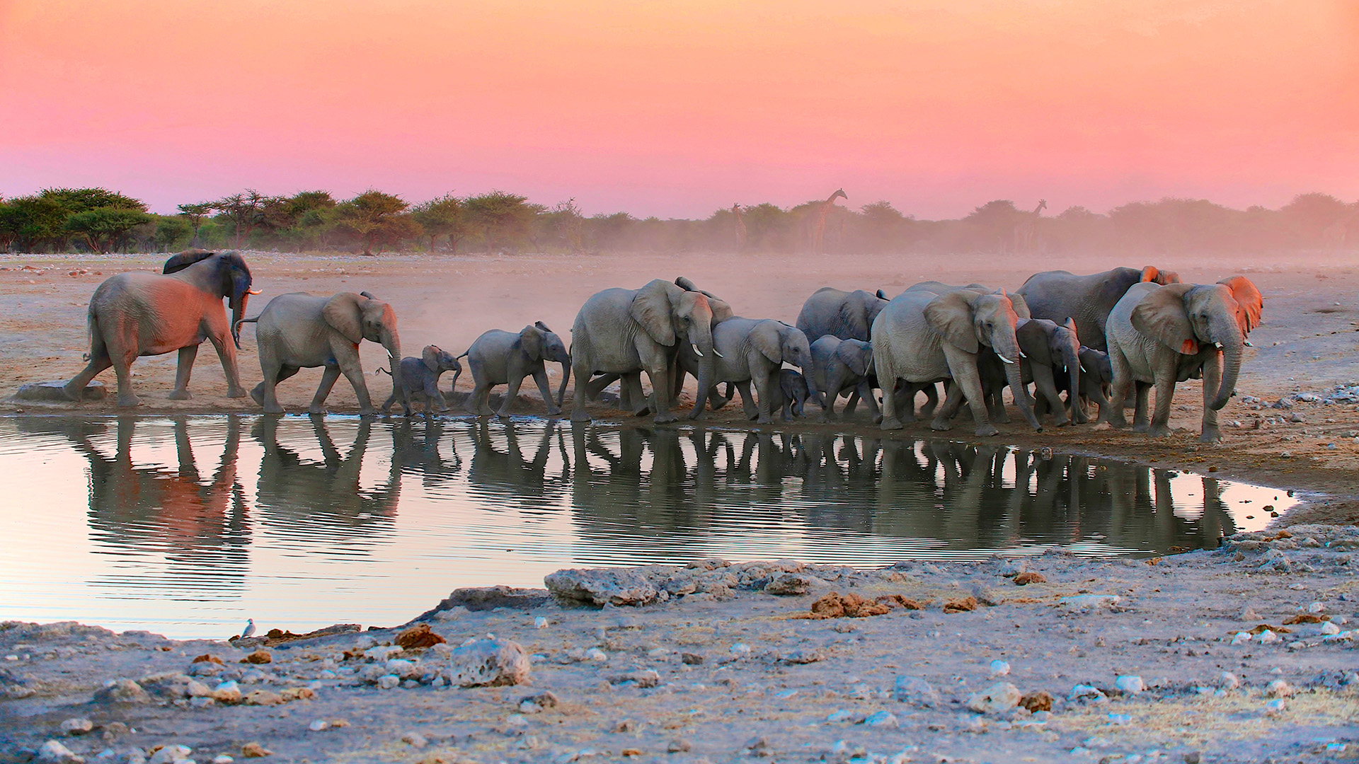 Etosha National Park Shutterstock 367844945