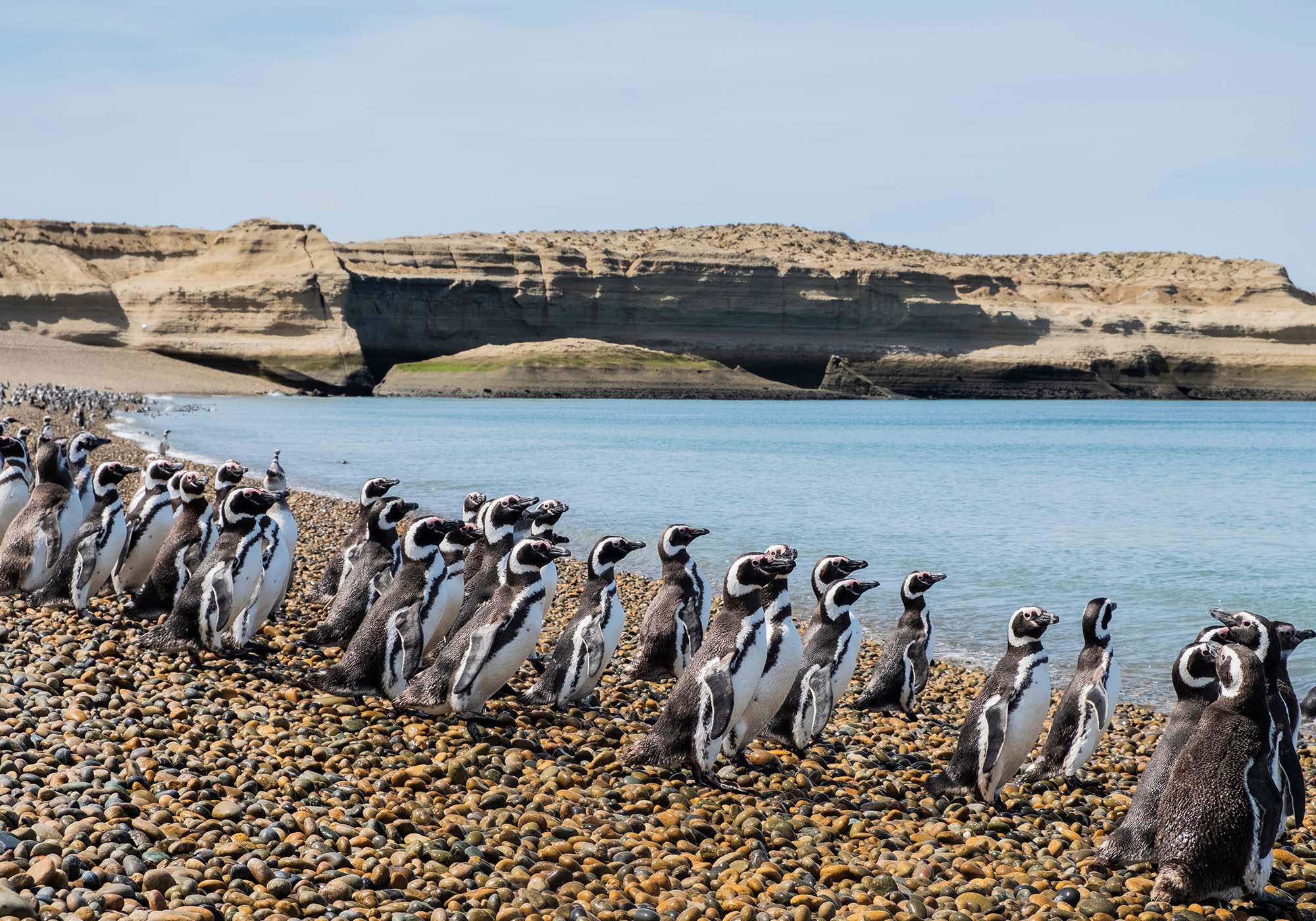 Opplev det fantastiske dyrelivet i det sørlige Chile