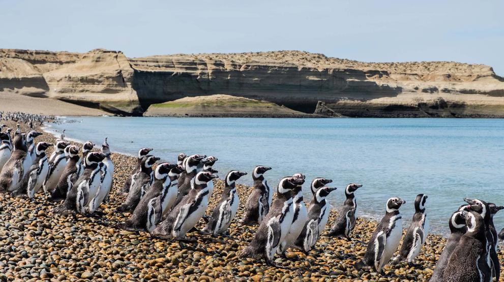 Man kan være heldig å se pingviner når man seiler gjennom Magellanstredet