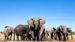 Zimbabwe-Elephants-iStock-508382052-xl