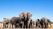 En flokk med elefanter - Reiser til Zimbabwe