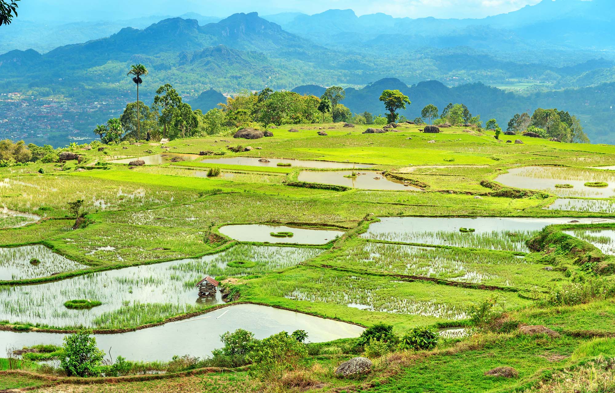 rice-fields-toraja-shutterstock_383921761-cut
