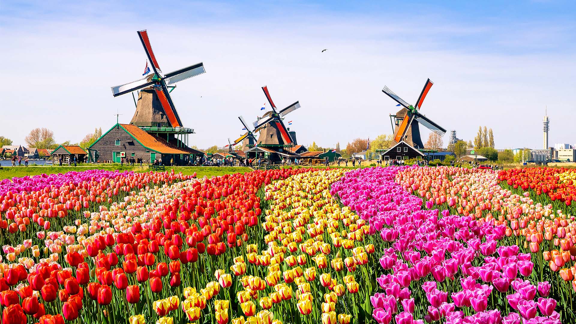 Tulipaner og vindmøller i Nederland