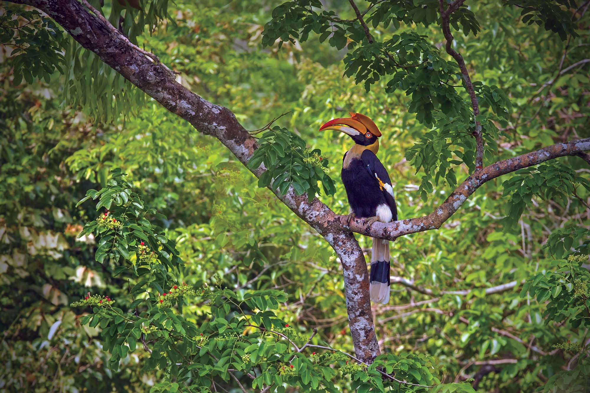 Nesehornsfugl i Khao Sok National Park