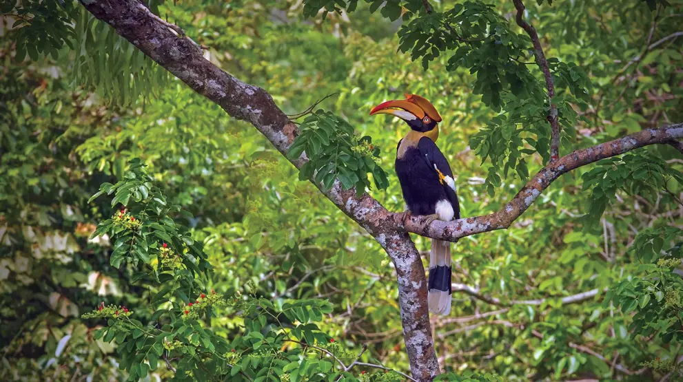 Opplev spennende dyrearter og frodig natur på din reise til Thailand