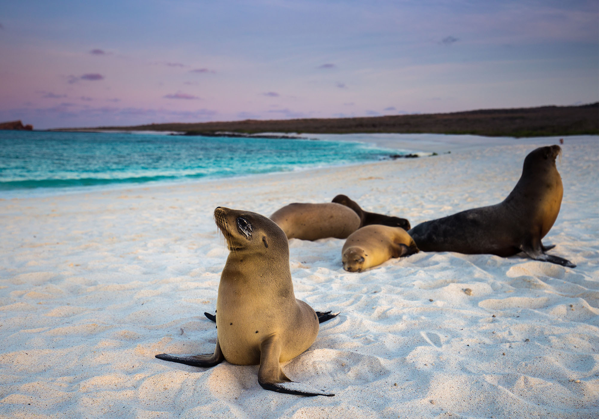 Masse sjøløver på Galápagos