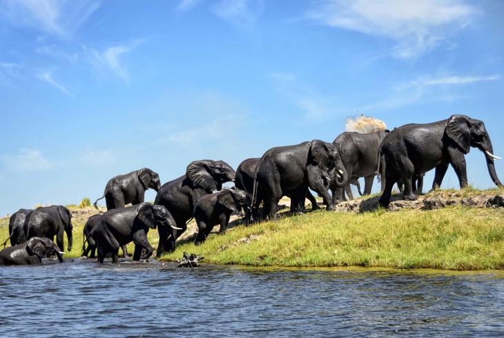 Elefanter i Chobe National Park