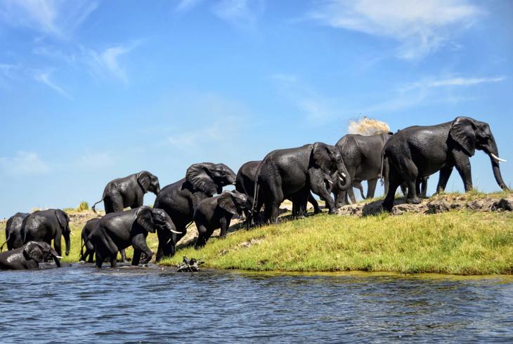 Elefanter i Chobe National Park