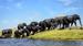 Elefanter ved Chobe-Elva - Reise til Botswana