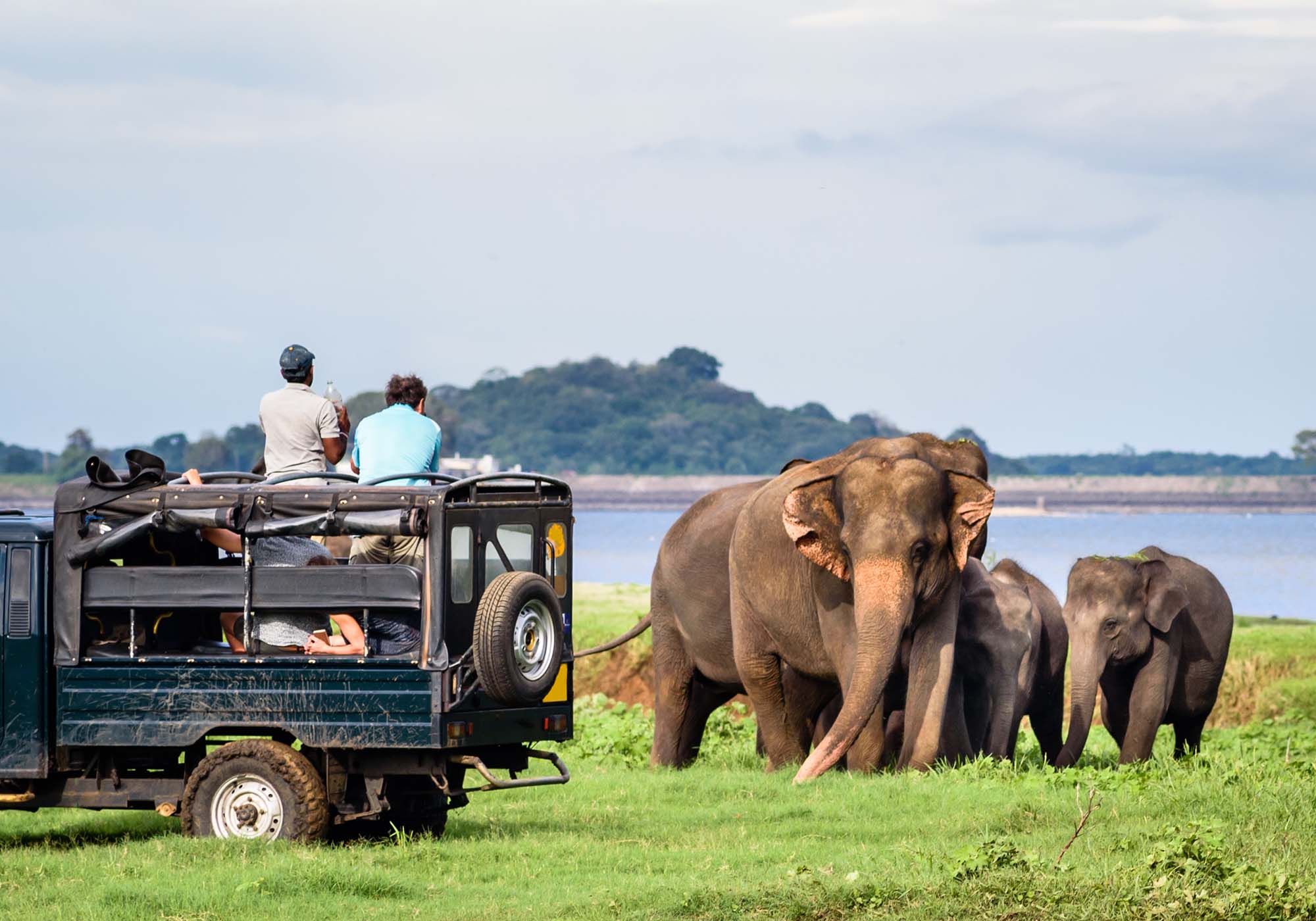 Bli med på morgensafari i Yala National Park