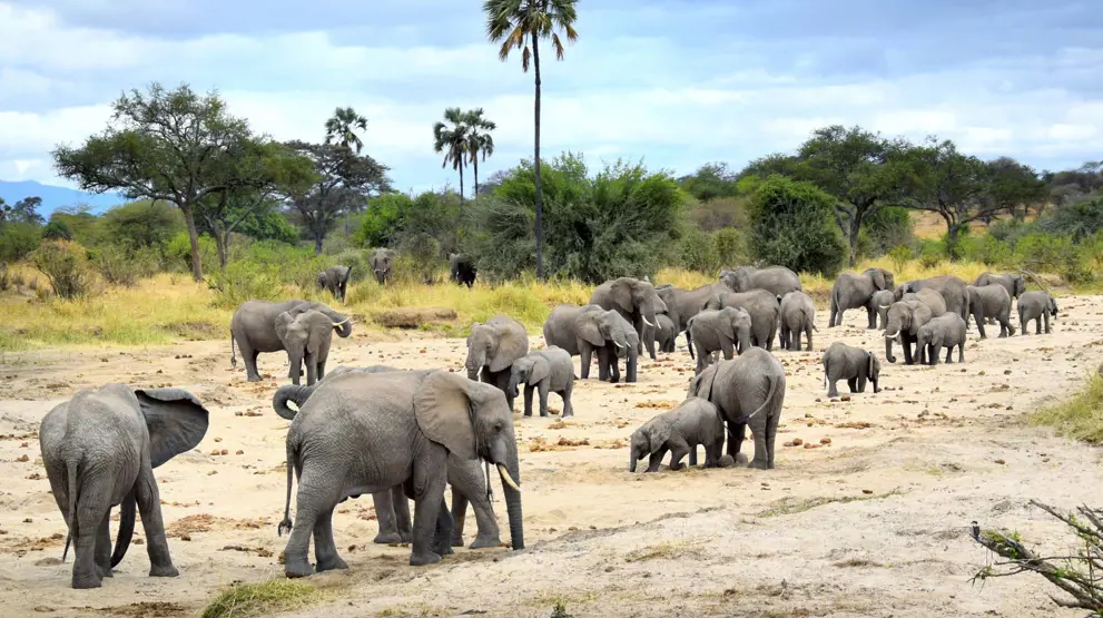 Elefantflokk i Tanzania
