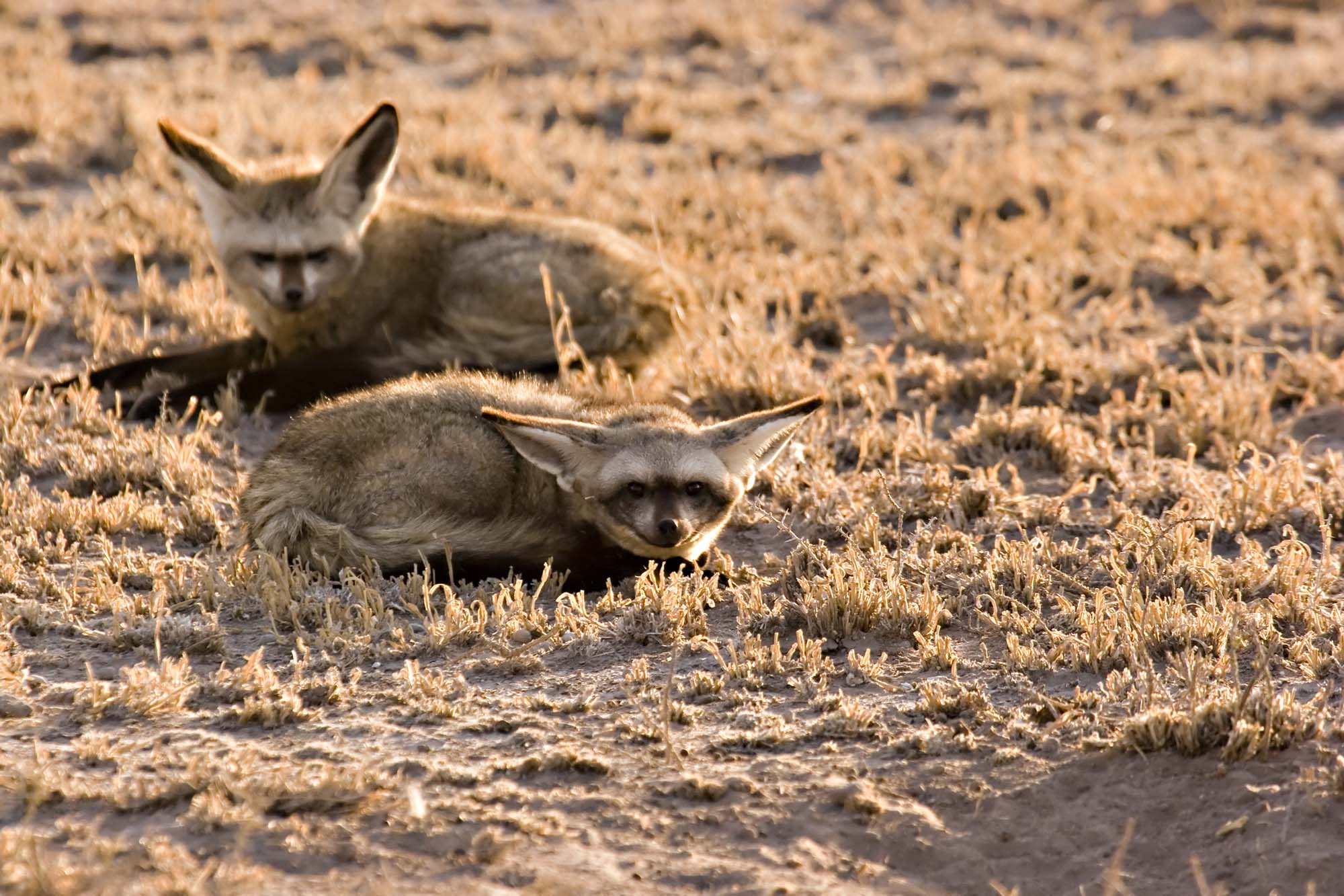 Ørehund/Flaggermusrev
