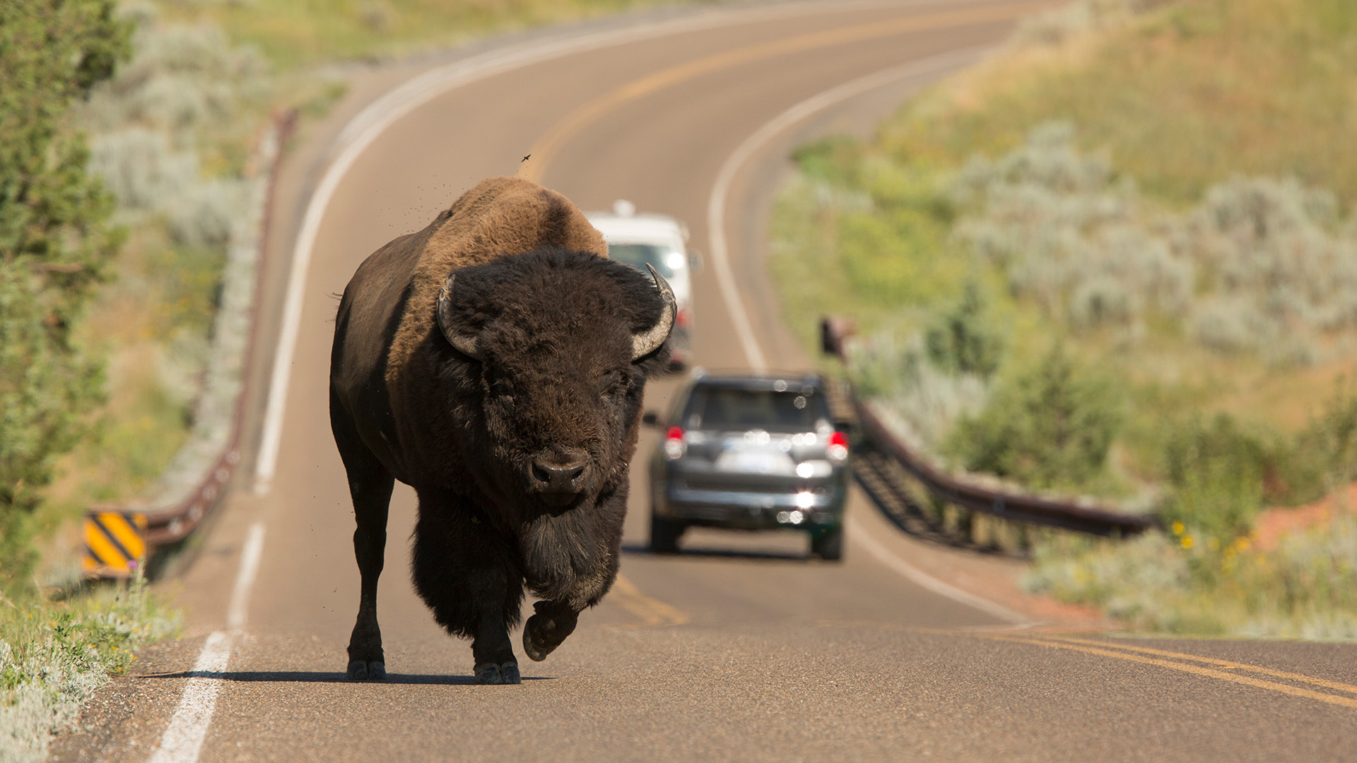 Besøk Yellowstone på din bilferie i USA, og kom helt tett på dyrelivet. Foto: @VisittheUSA.com