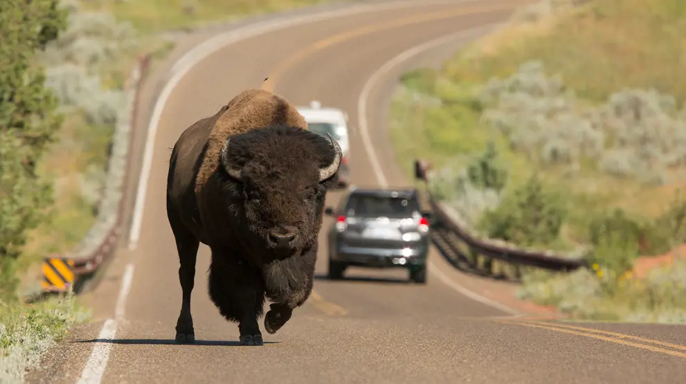 Besøk Yellowstone på din bilferie i USA, og kom helt tett på dyrelivet. Foto: @VisittheUSA.com