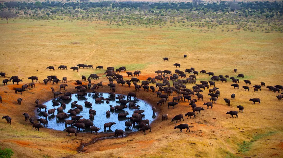 Dyrene samles rundt et vannhull i Masai Mara Game Reserve 