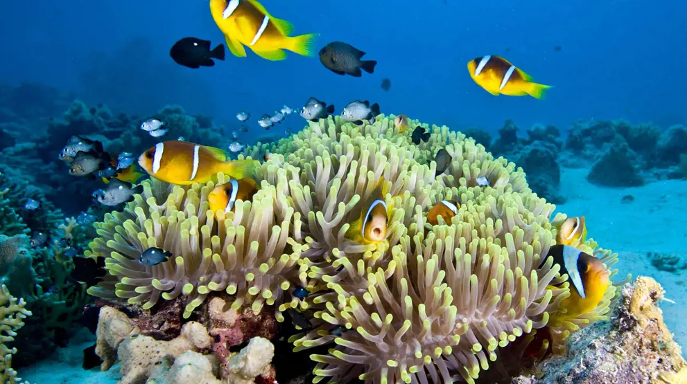 Great Barrier Reef