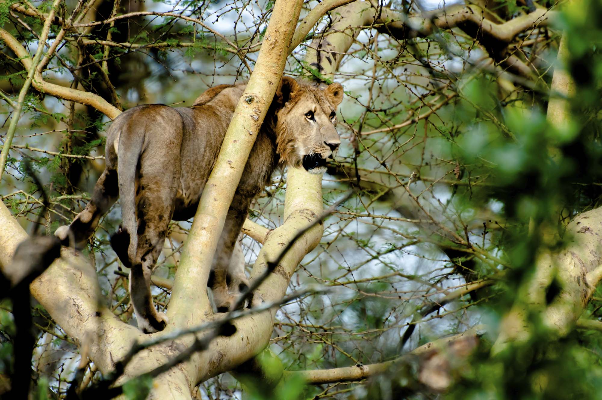 Kenya-Lake-Nakuru-Lion-iStock-000053945488