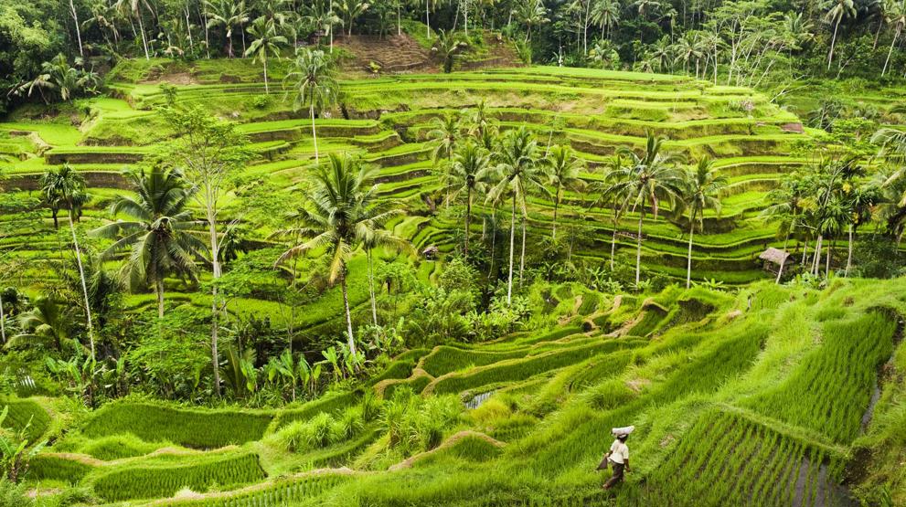 Opplev Balis varemerke, nemlig rismarkene
