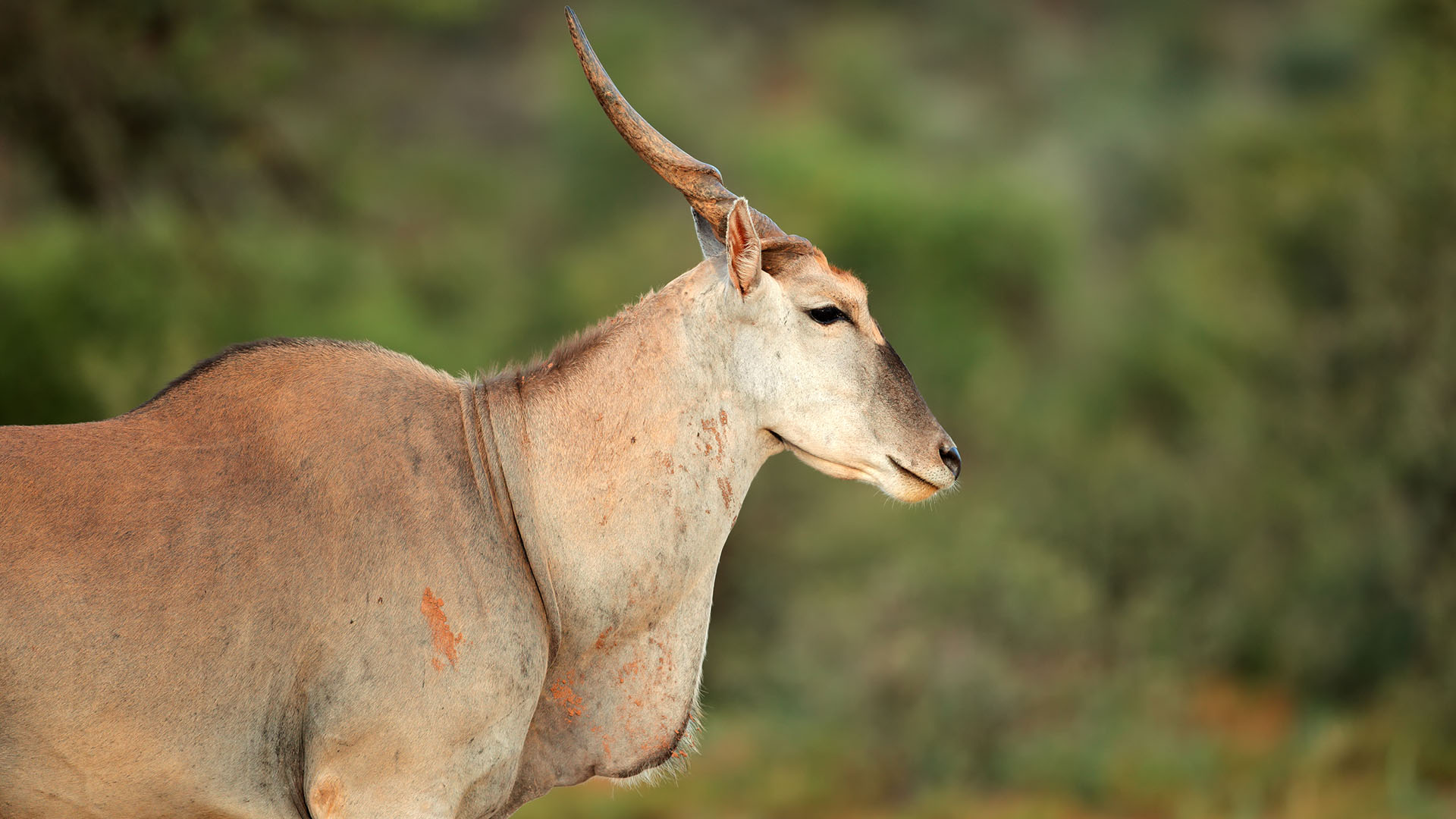 Den flotte elgantilopen i Lake Mburo National Park