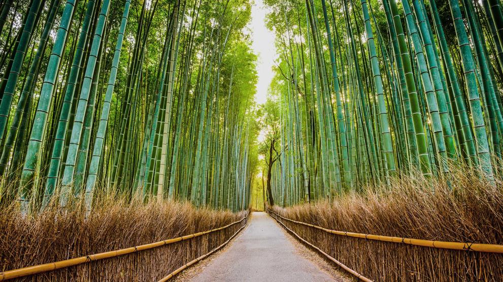 Opplev de høye bambustrærne i Arashiyama Bamboo Forest ved Kyoto