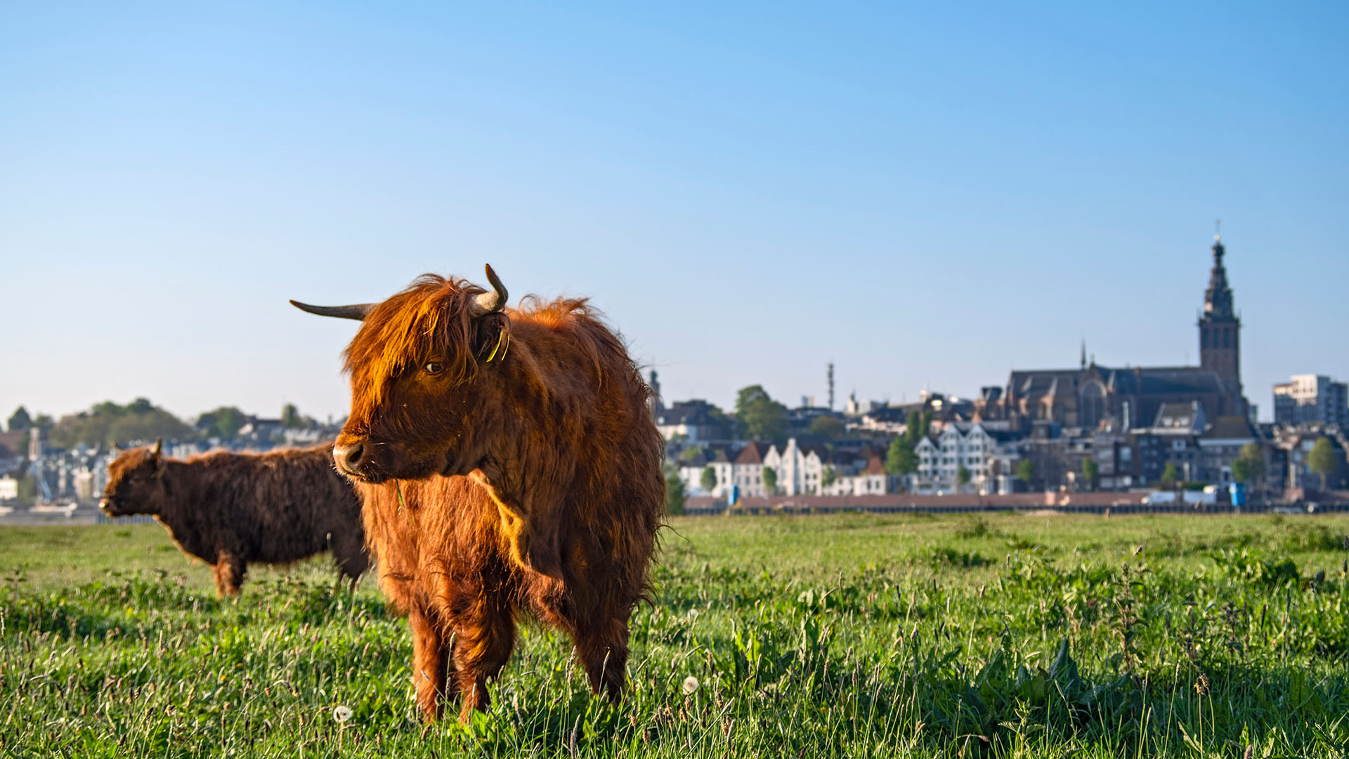 Spaser gjennom de sjarmerende byene og landskapene i Nederland