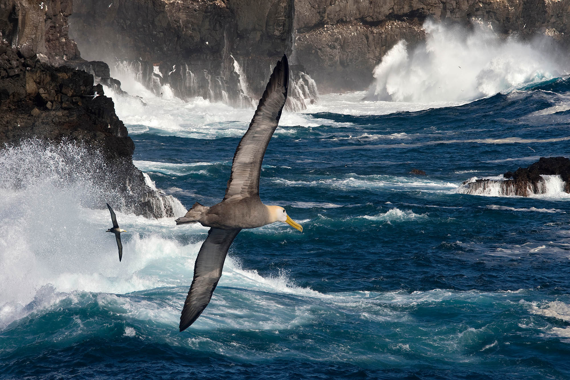 Galápagos-albatrossen er endemisk for øyene og kan ses i store flokker