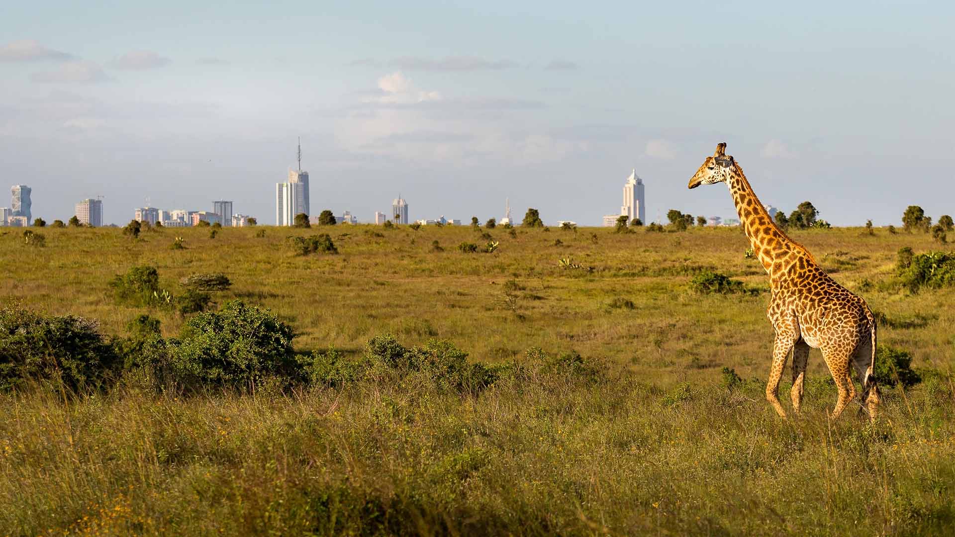 Reiser til Nairobi