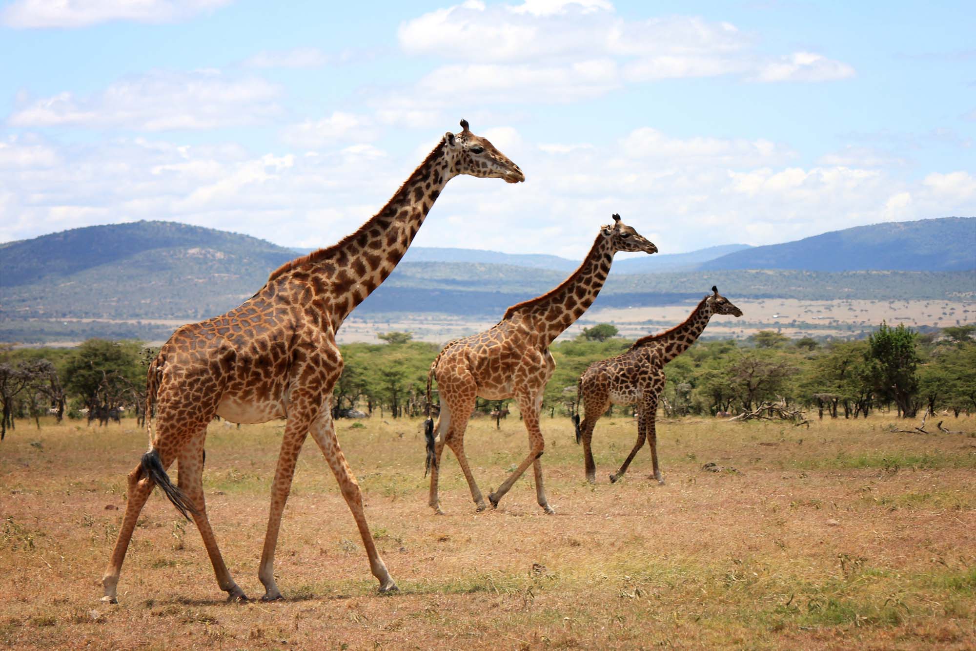 Opplev sjiraffer i Naboisho Conservancy - Safaricamper i Kenya