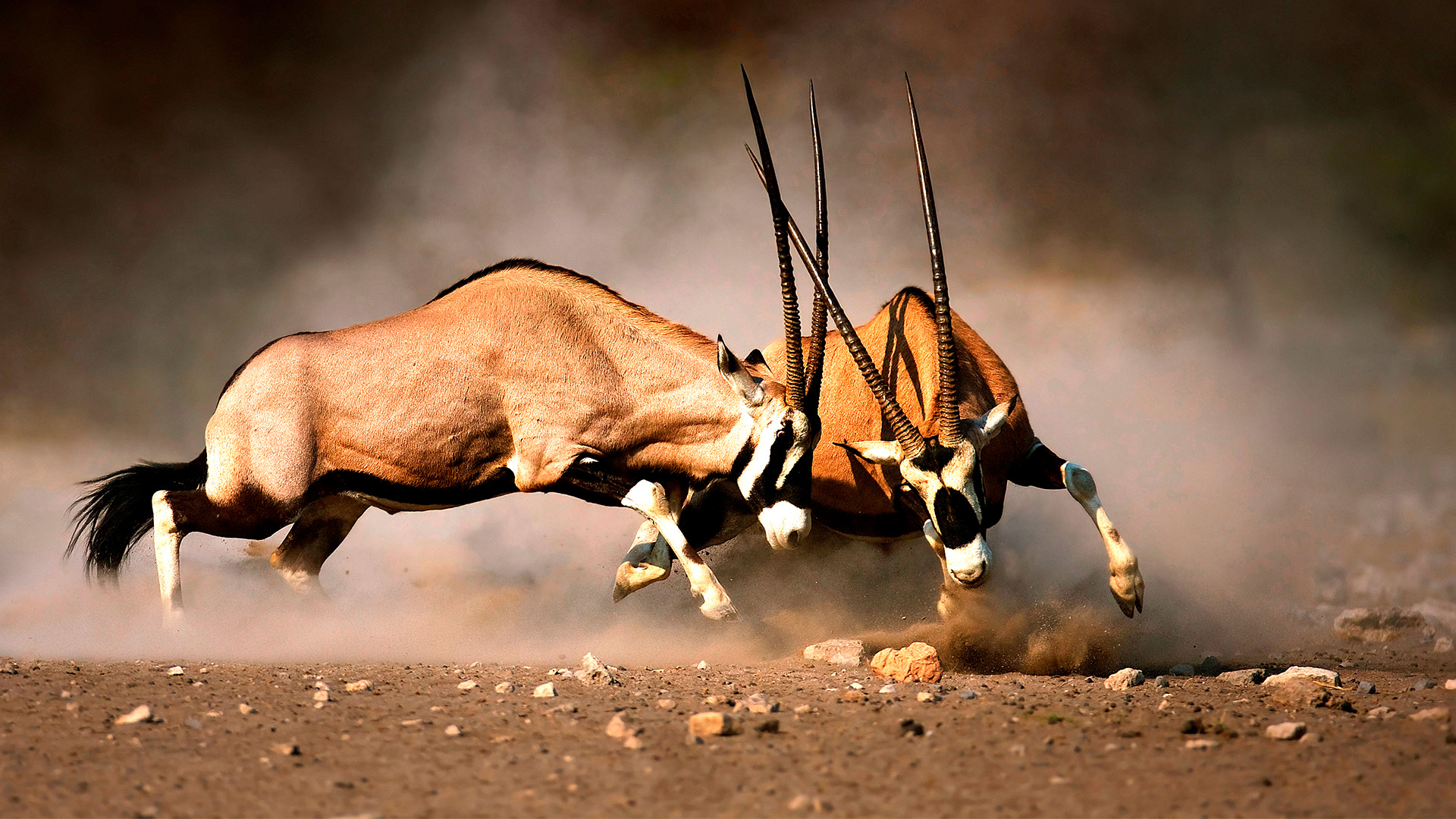 Spennende eventyr venter på en rundreise med det beste som det sørlige Afrika har å by på