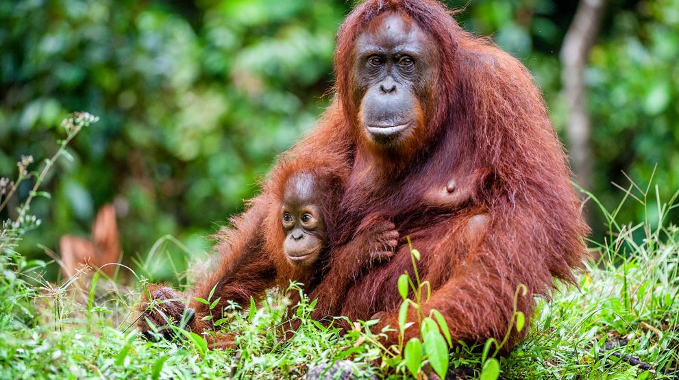 Se de fantastiske orangutangene
