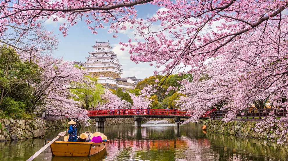 Se kirsebærblomstene (sakura) om våren på din reise til Japan