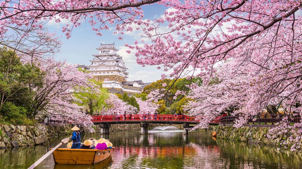 Se vakre kirsebærtrær under ditt cruise i Japan
