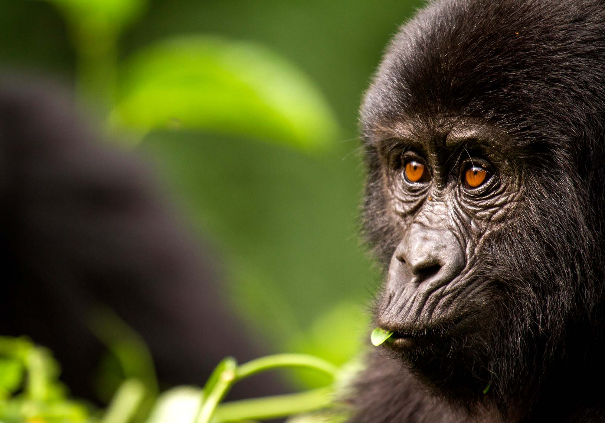 Se de sjeldne fjellgorillaene på din reise til Afrika