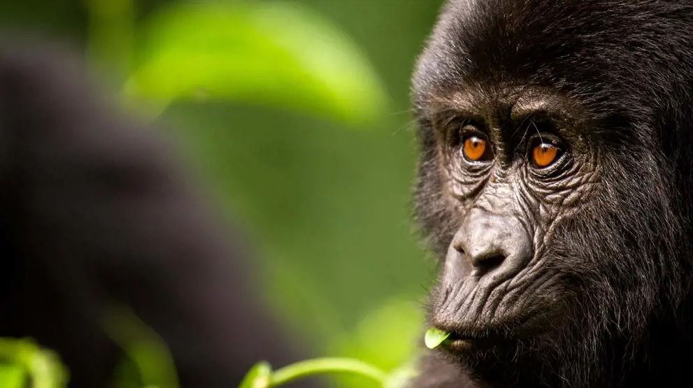 Se de sjeldne fjellgorillaene på din reise til Afrika